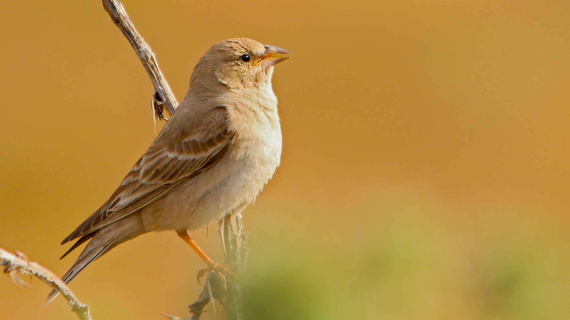 Pale Rockfinch